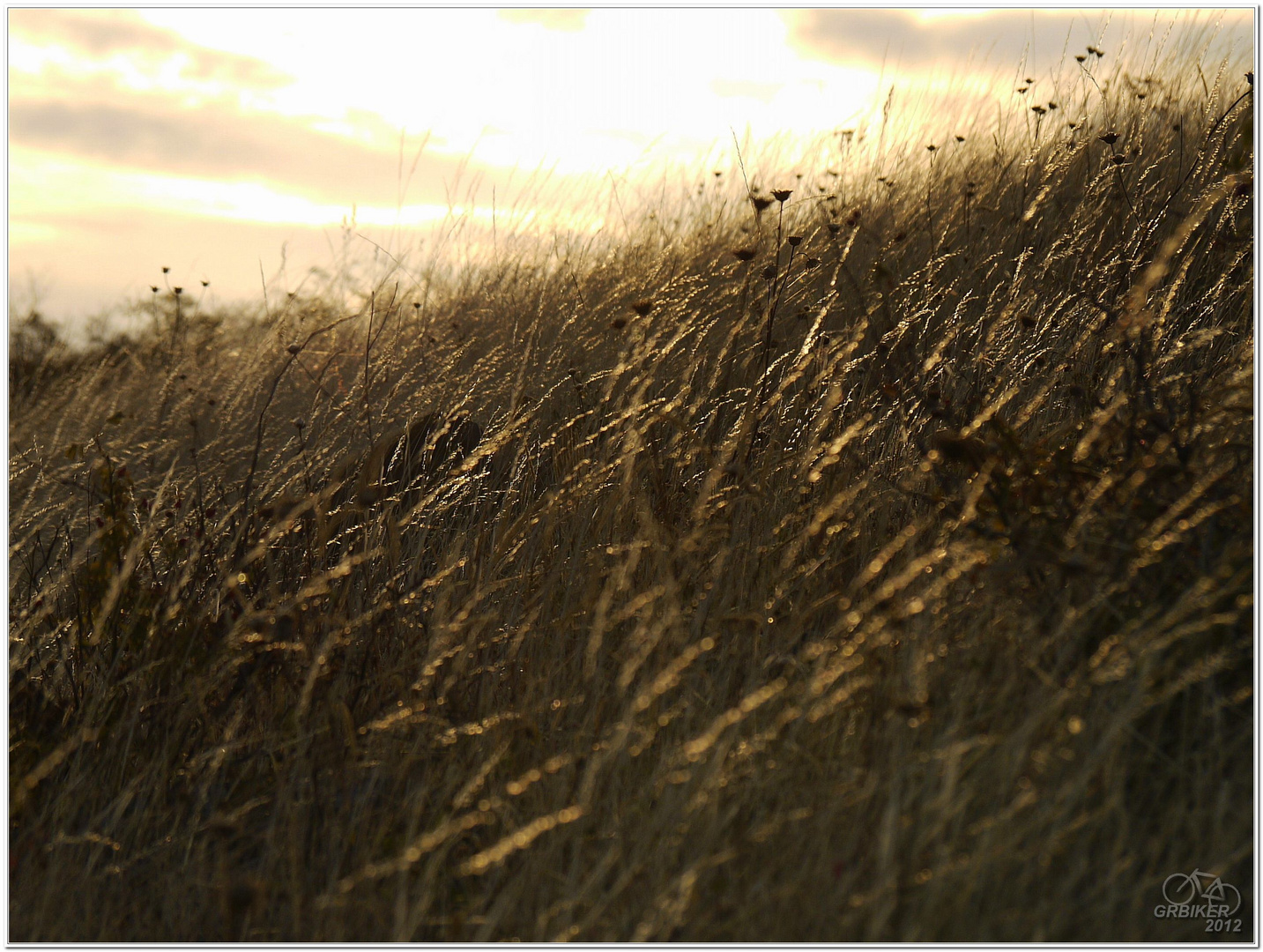 grass & sky