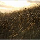 grass & sky