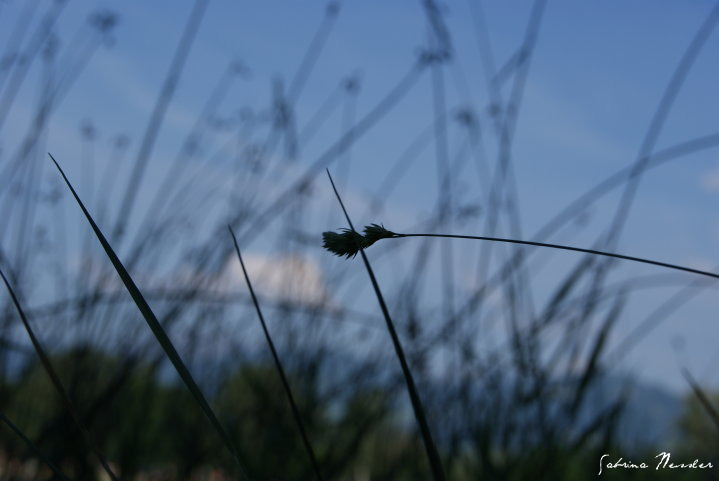 grass & sky