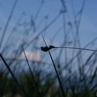 grass & sky