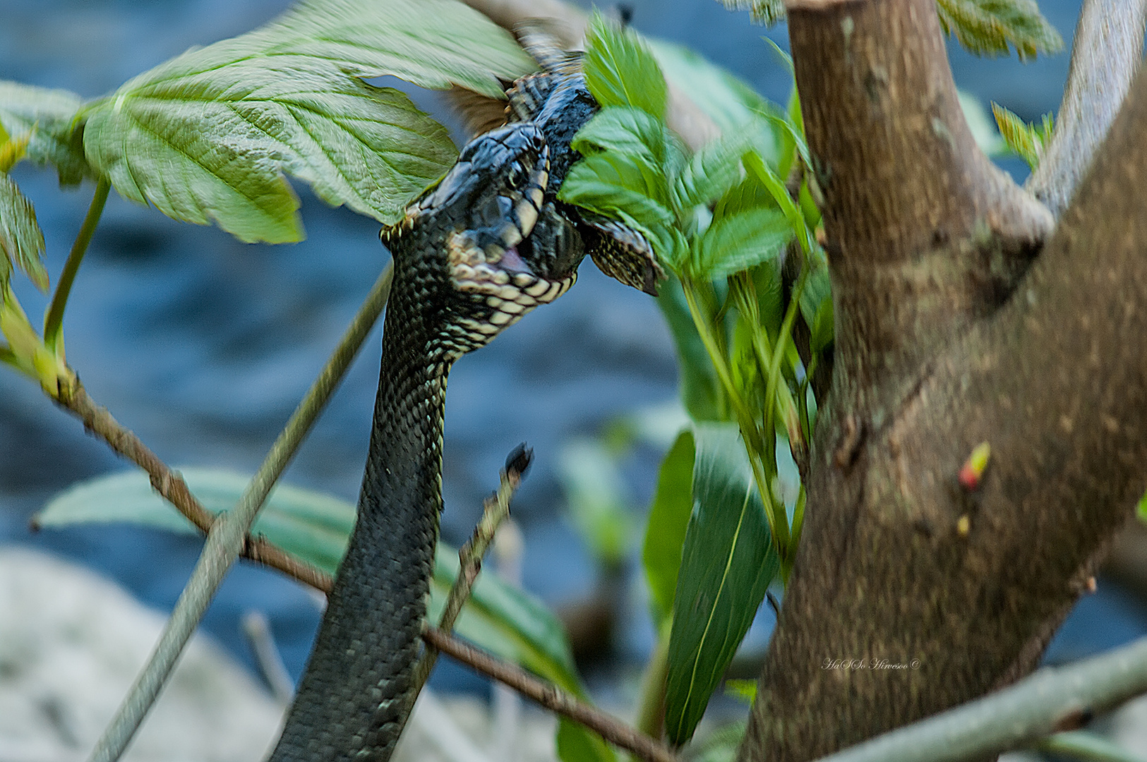 Grass snake (natrix natrix)