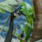 Grass snake (natrix natrix)