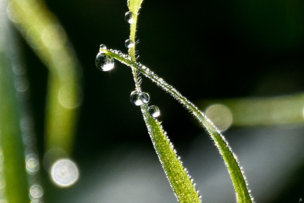 grass - so grün