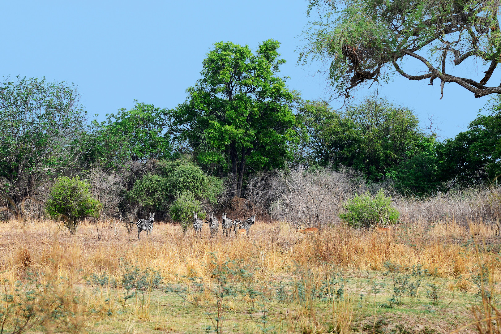 Grass, trees and a few zebras