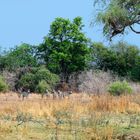 Grass, trees and a few zebras