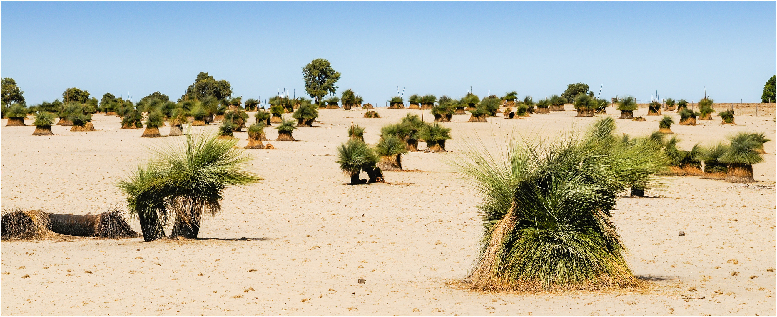 "Grass Trees" -Westaustralien, 2008