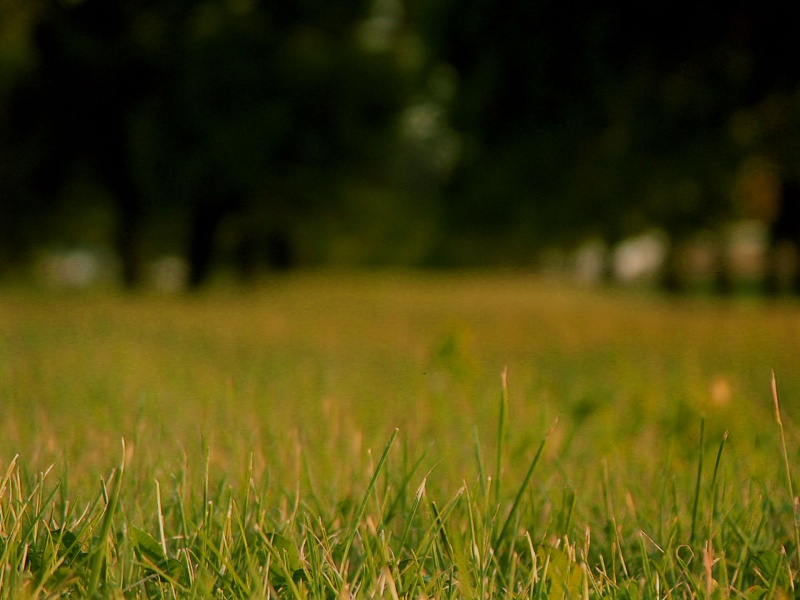 grass und bäume