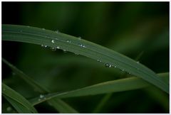 Grass und Wassertropfen Bild 1