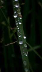 Grass und Wassertropfen Bild 2