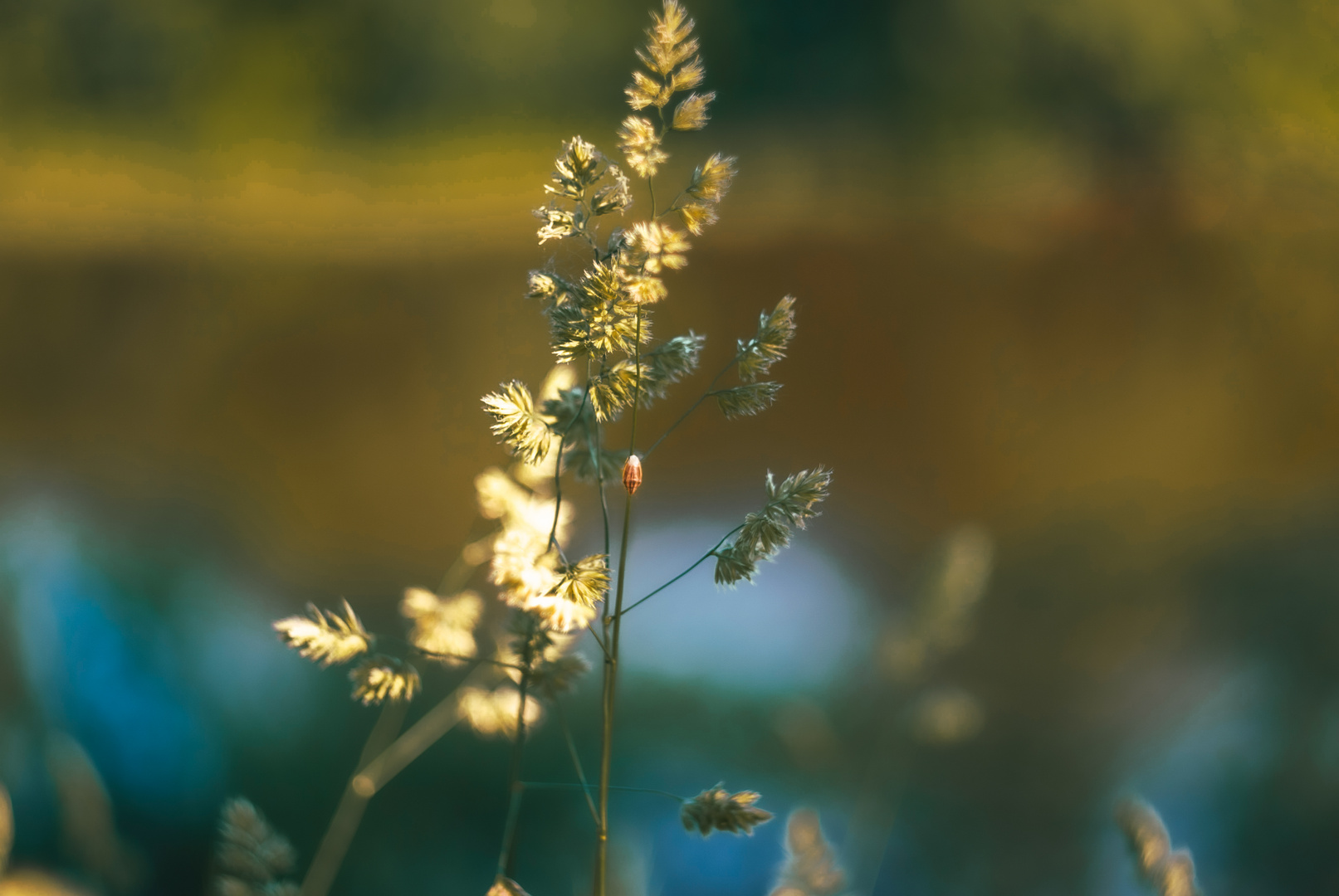 grass under the summer sun