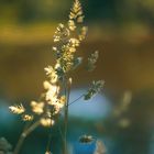 grass under the summer sun