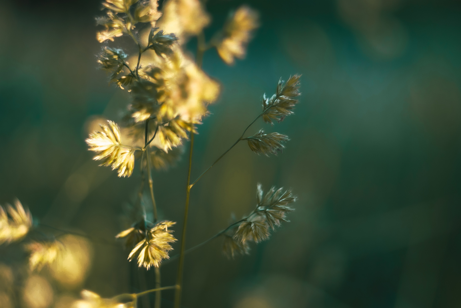 grass under the summer sun