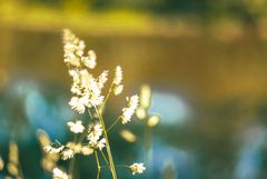 grass under the summer sun