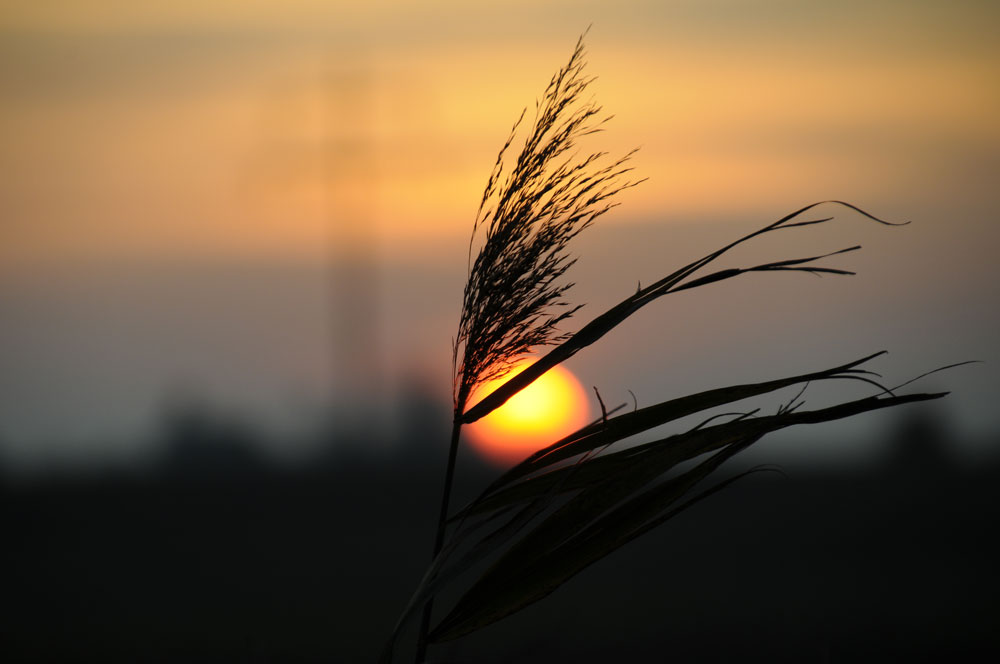 Grass vor Sonne