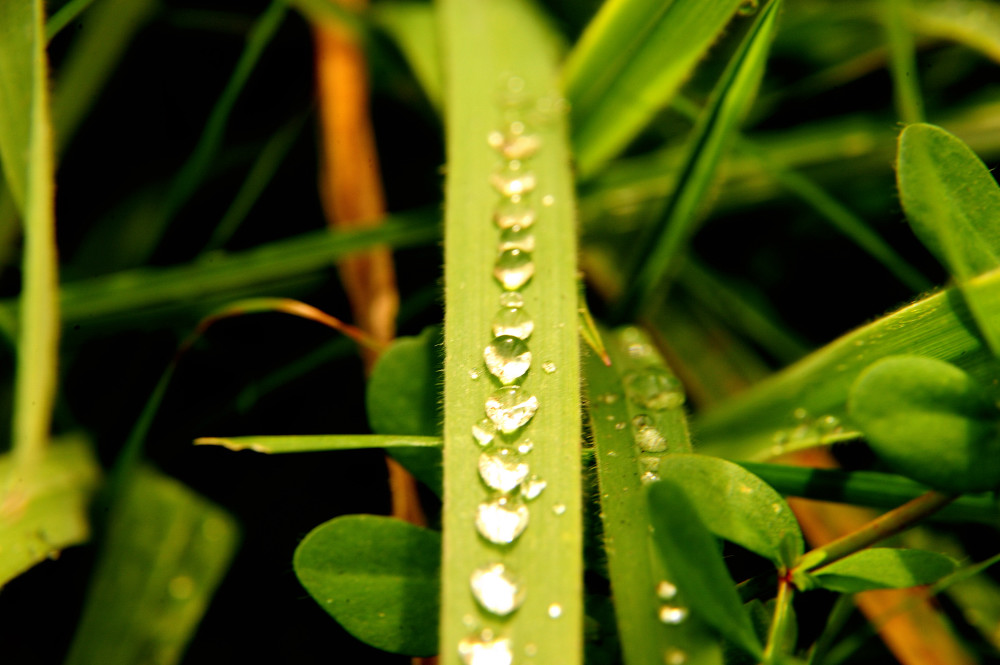 grass & water