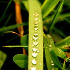 grass & water