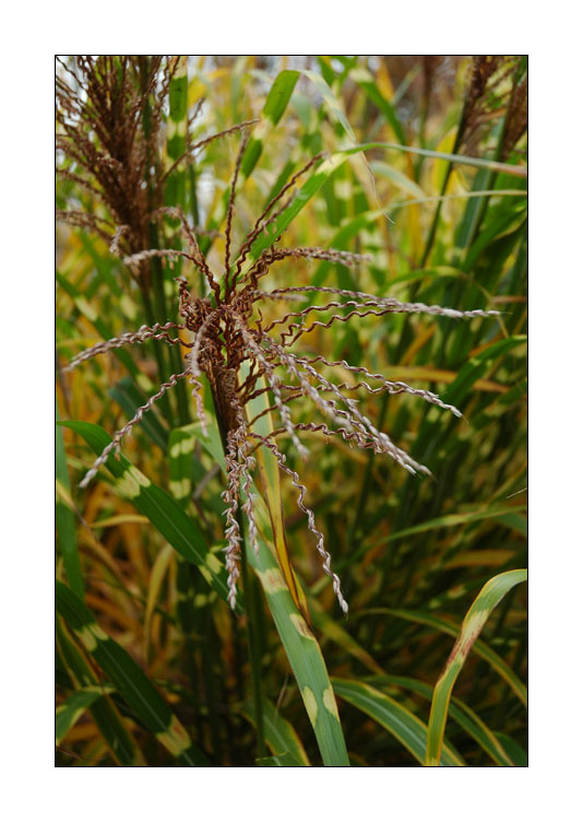 Grass with spots