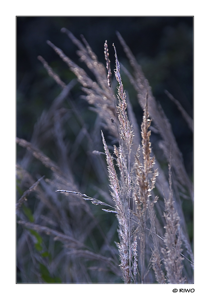 Grassamen im Abendlicht.......