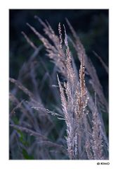 Grassamen im Abendlicht.......