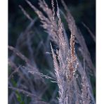 Grassamen im Abendlicht.......