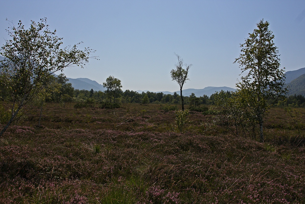 Grassauer Moor 2