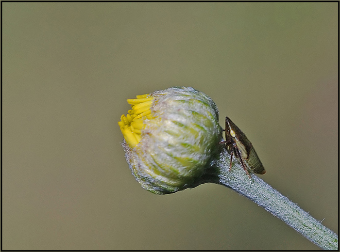 Grasschaumzikade