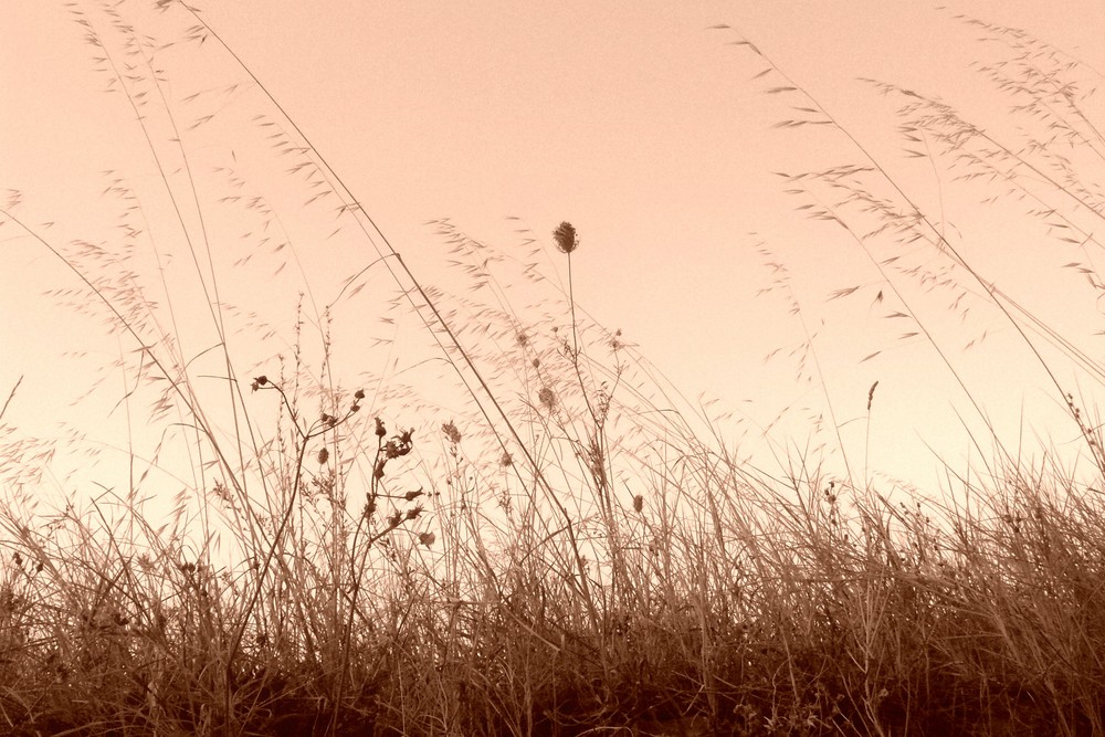 grasses -2- 'reload'