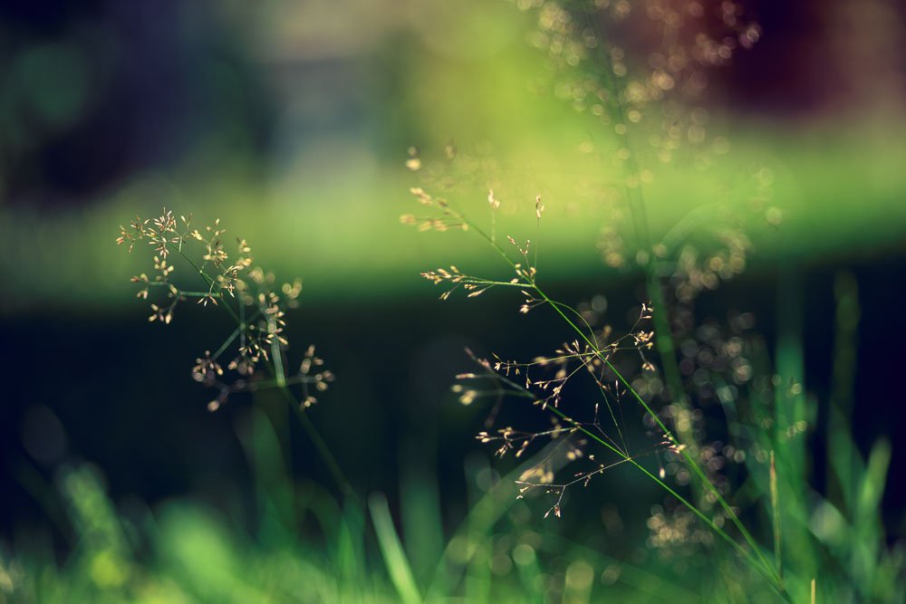 ~grasses~