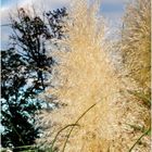 Grasses against a Frontal Passage Sky - An Autumn Impression