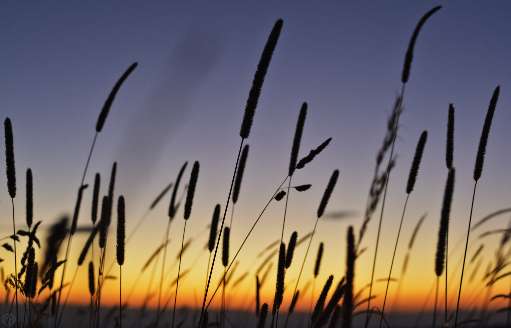 grasses along the way