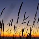 grasses along the way