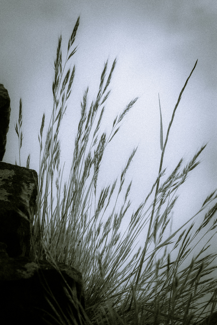 Grasses