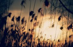Grasses in sunset
