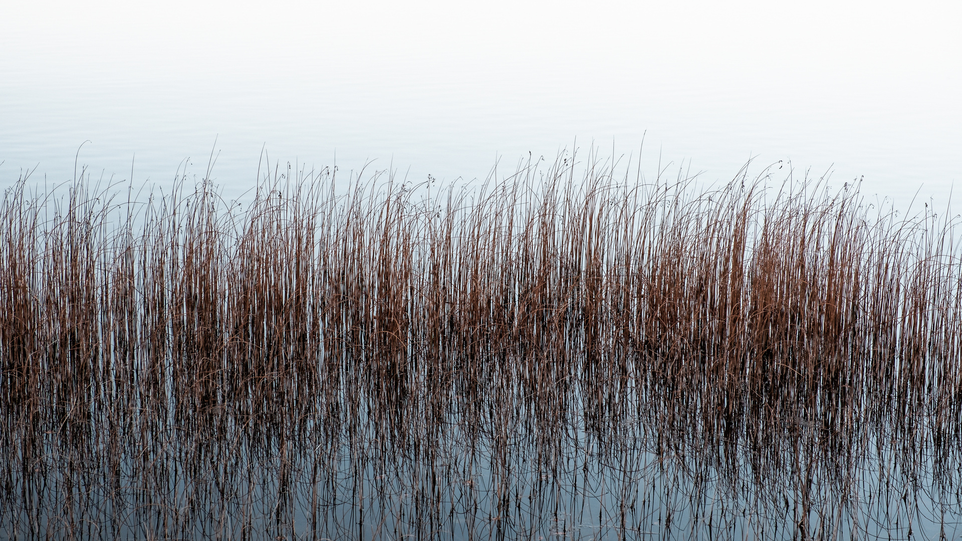 Grasses in the lake 1