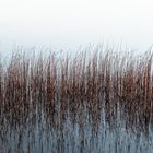 Grasses in the lake 1