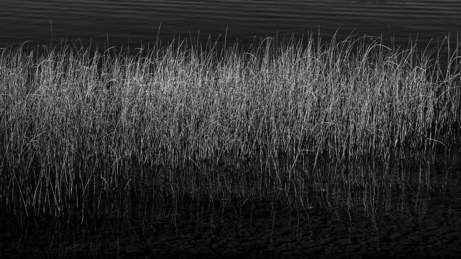 Grasses in the lake 2