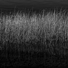 Grasses in the lake 2