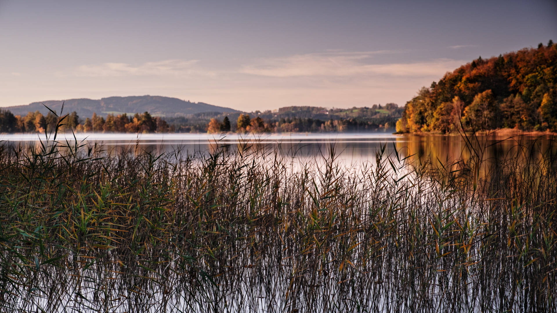 Grasses in the lake 3