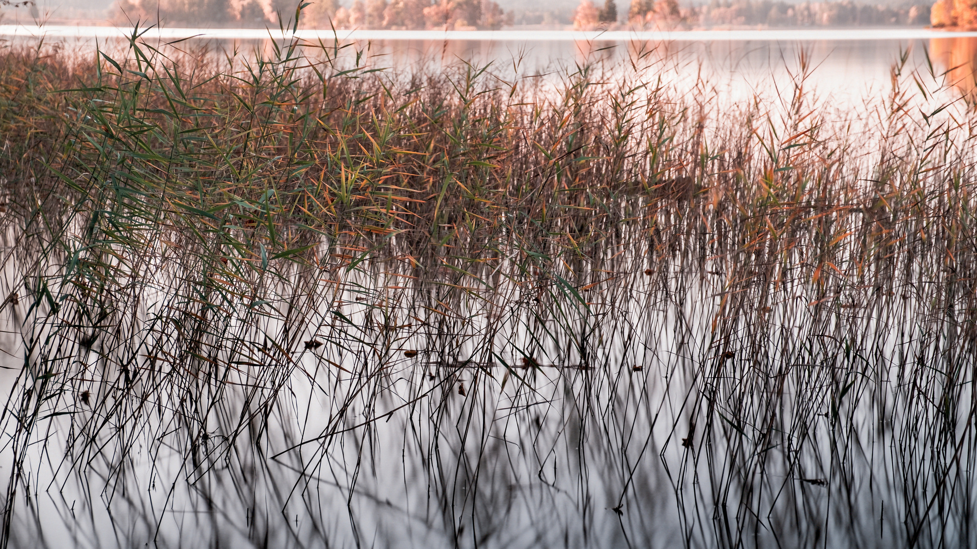 Grasses in the lake 4