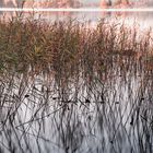 Grasses in the lake 4