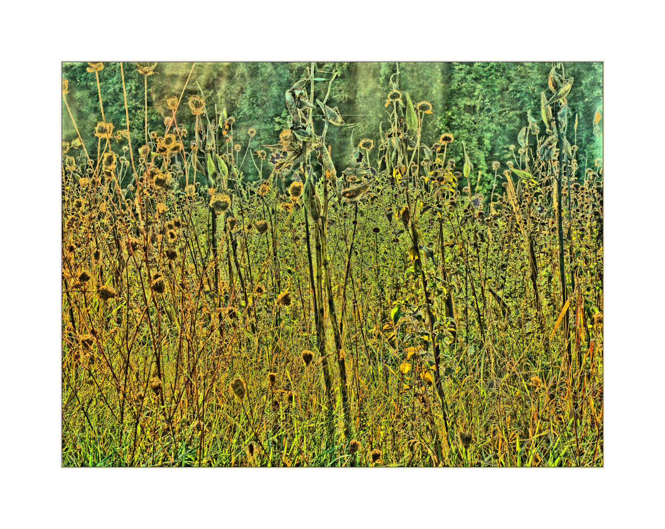 grasses in the meadow