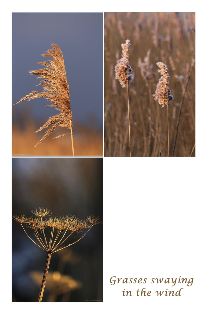 Grasses swaying in the wind....