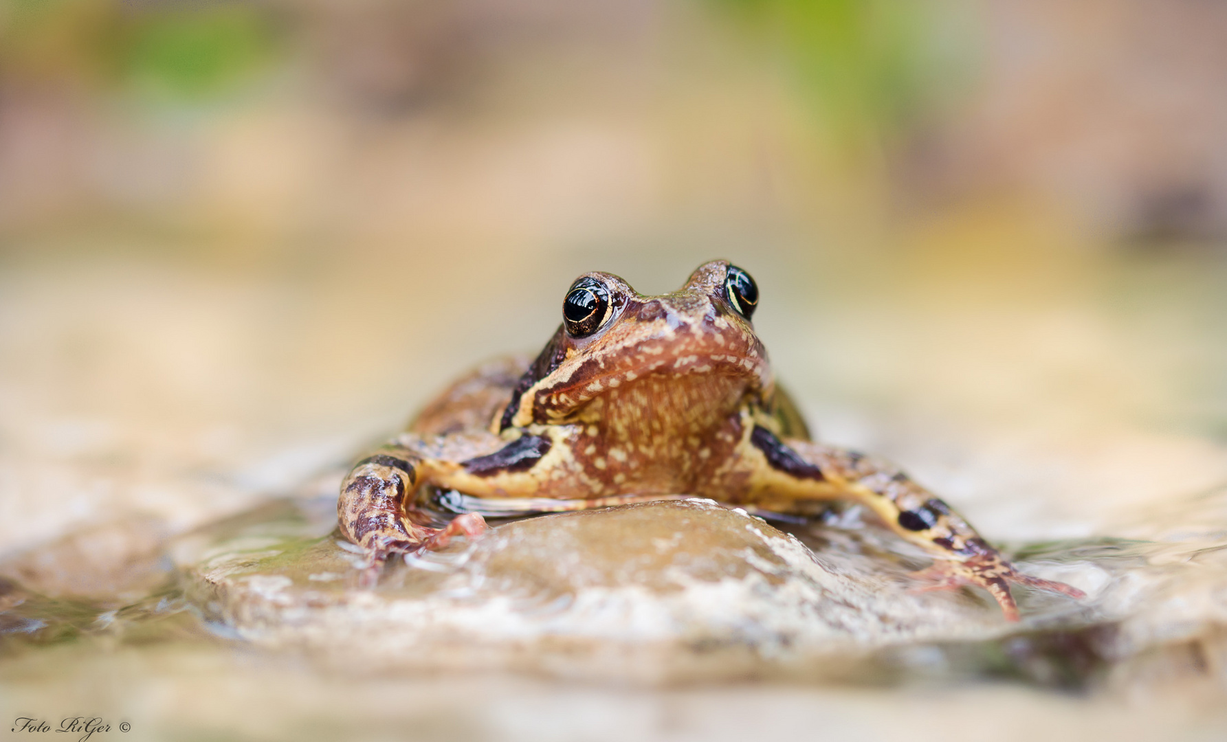 Grassfrosch