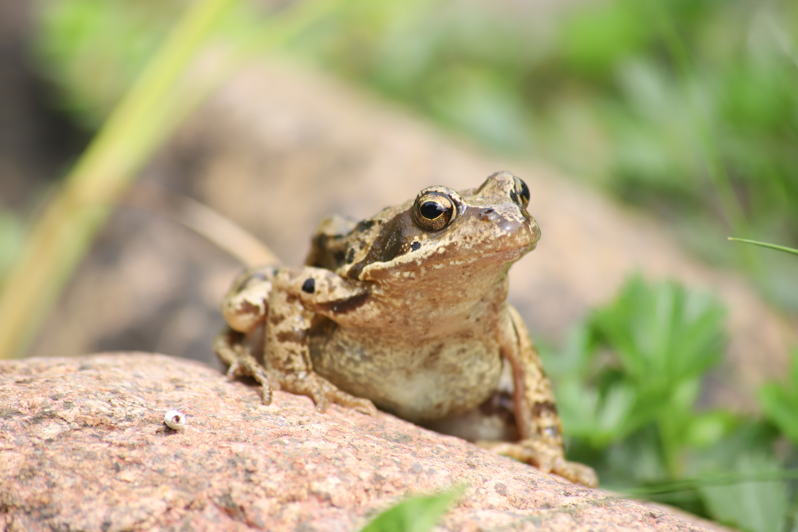 Grassfrosch