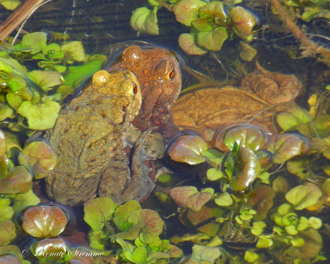 Grassfrosch - Paarung