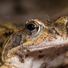 Grassfrosch-Portrait