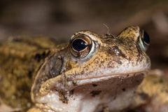 Grassfrosch-Portrait