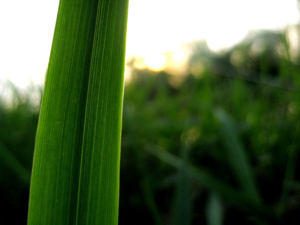 Grassgreen