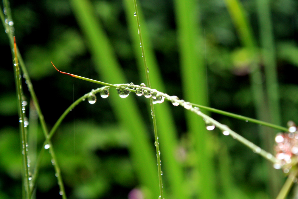 Graßhalm nach dem Regen