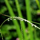 Graßhalm nach dem Regen